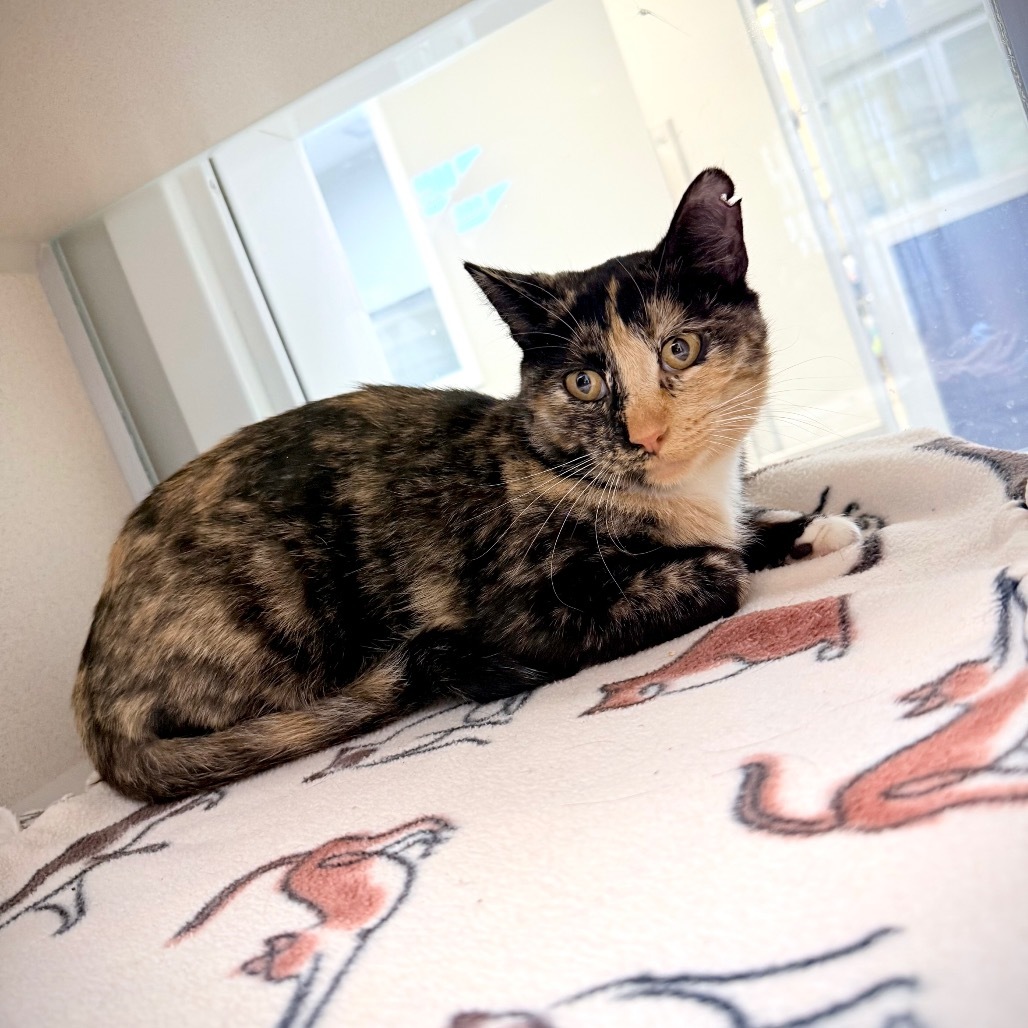 Aggie, an adoptable Domestic Short Hair in Great Falls, MT, 59404 | Photo Image 3