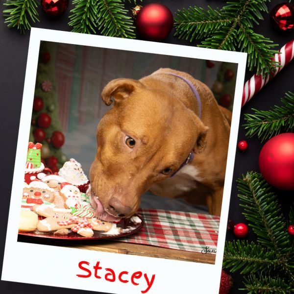 Stacey thumbnail 5