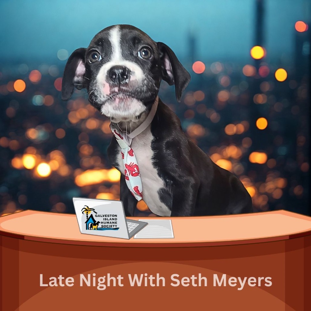 Seth Meyers