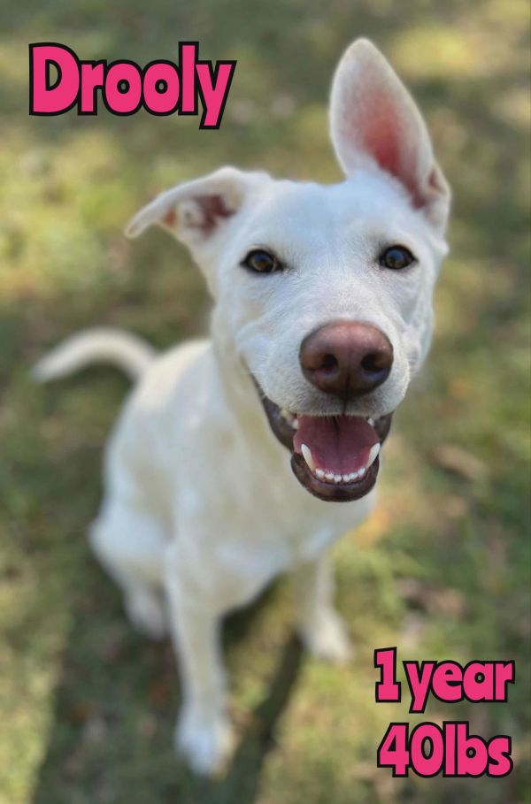 DROOLY