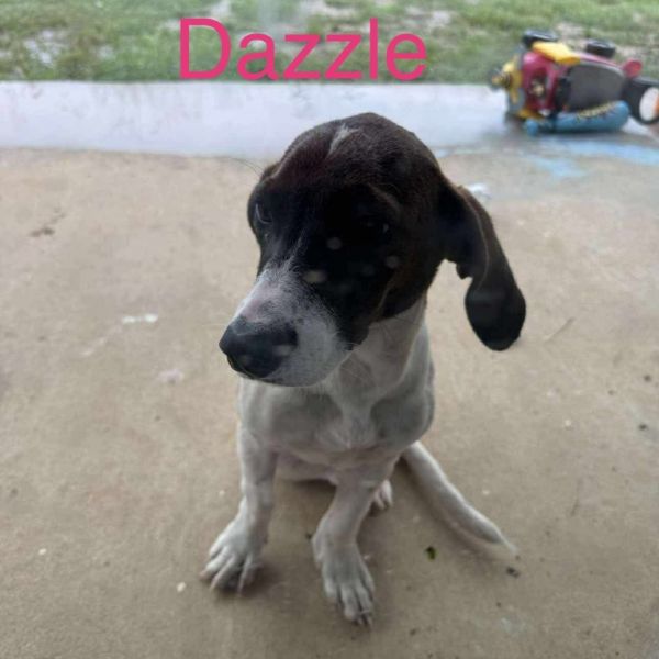 Razzle Dazzle