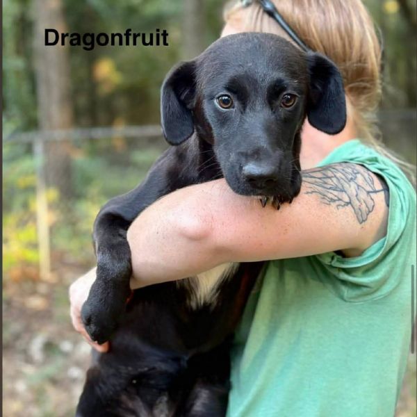 Dragonfruit