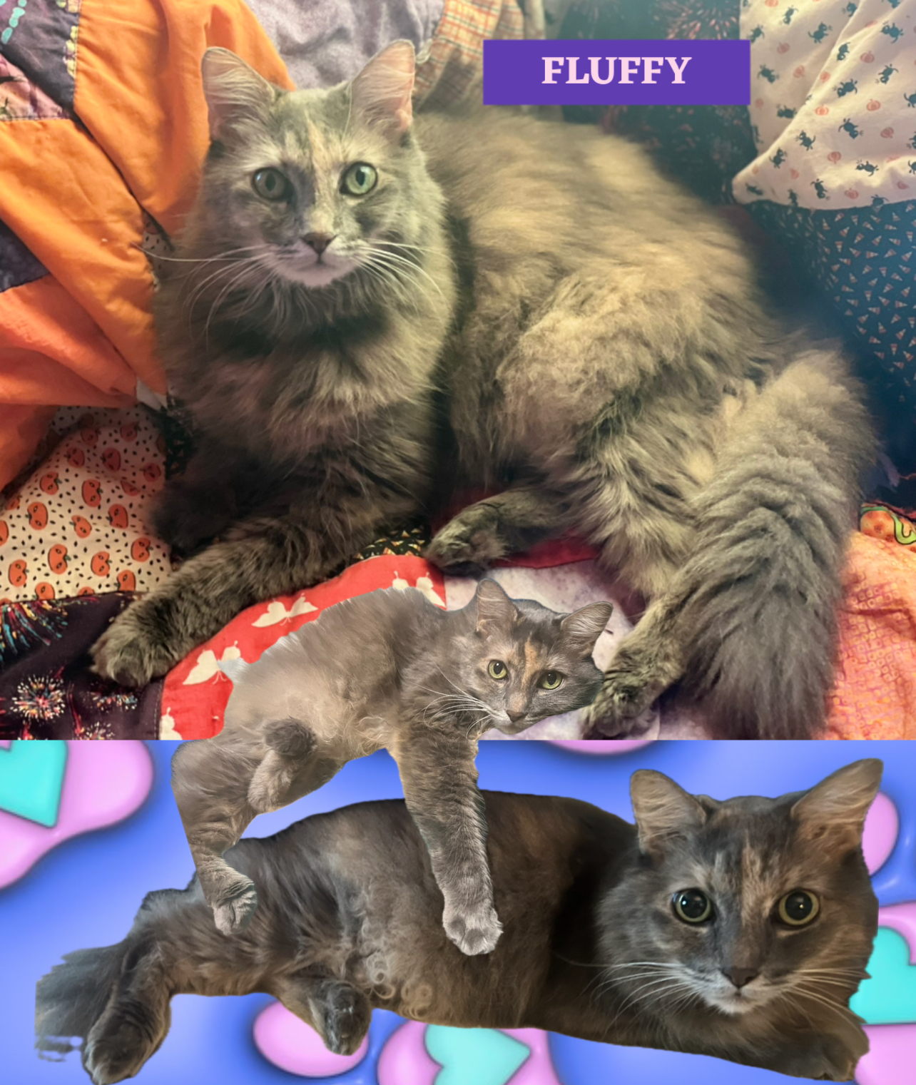 Fluff-love, an adoptable Nebelung, Domestic Long Hair in St Petersburg, FL, 33710 | Photo Image 6