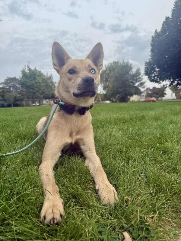 Wylie Courtesy Listing thumbnail 2