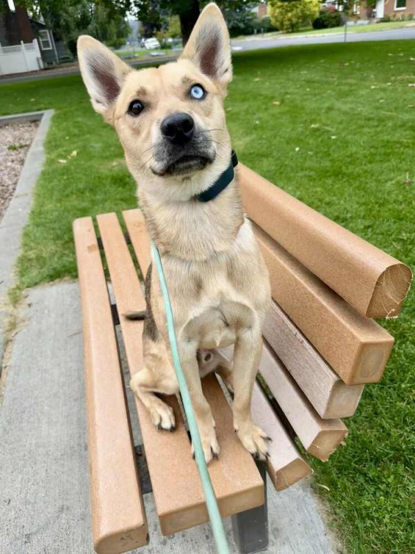 Wylie Courtesy Listing thumbnail 3