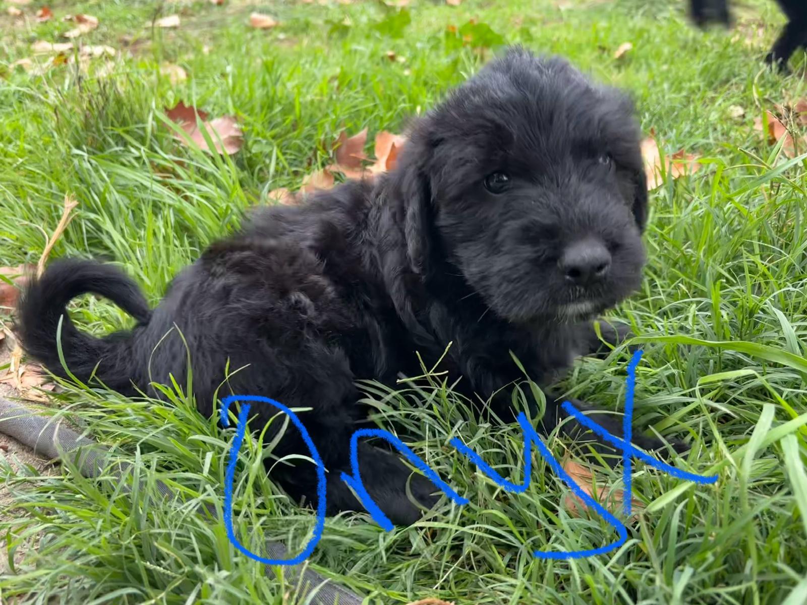 Onyx, an adoptable Labrador Retriever, Akbash in Discovery Bay, CA, 94505 | Photo Image 2