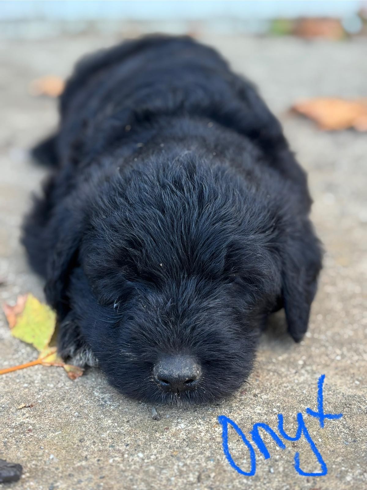 Onyx, an adoptable Labrador Retriever, Akbash in Discovery Bay, CA, 94505 | Photo Image 3