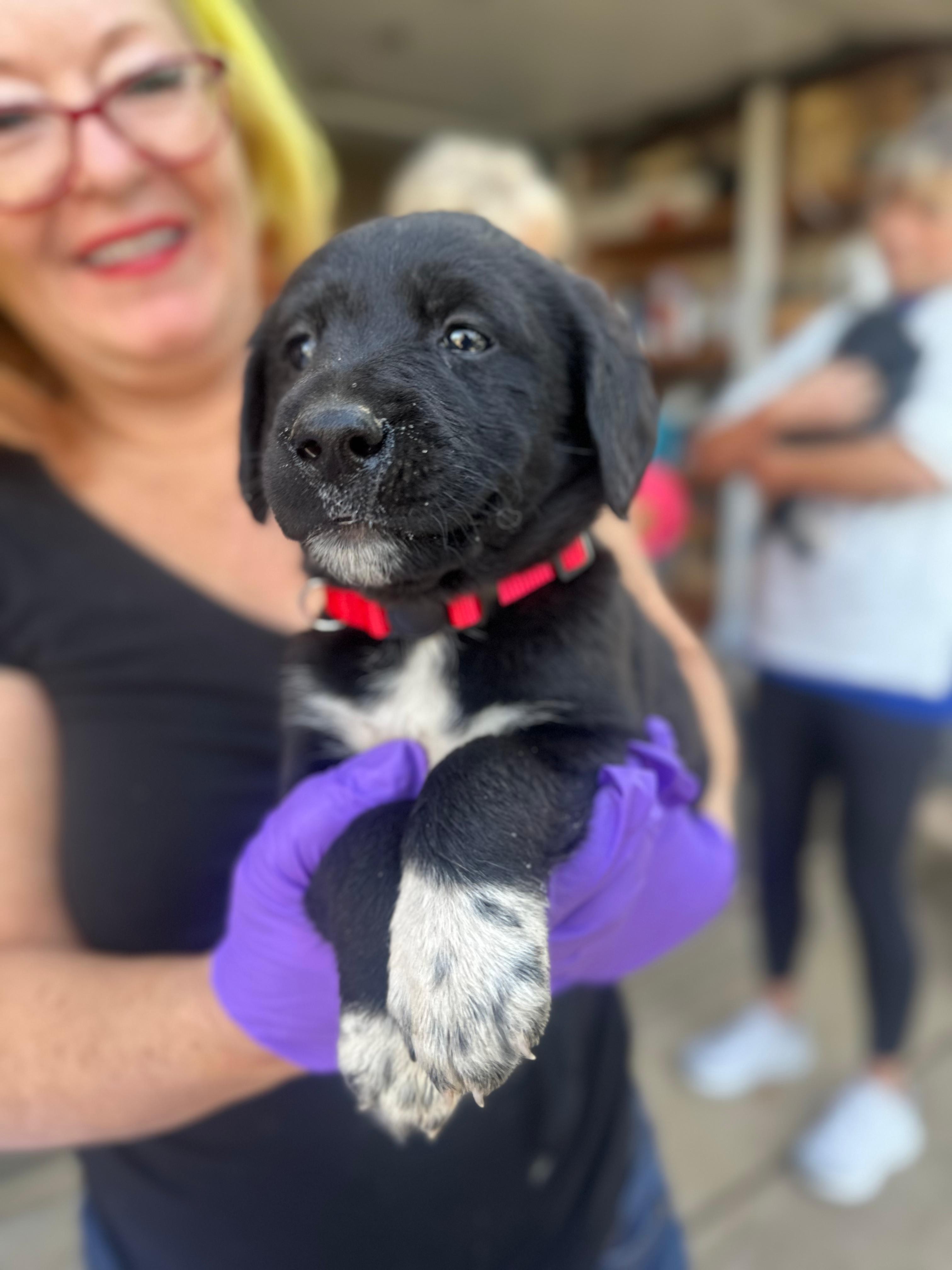 Bingo, an adoptable Labrador Retriever, Akbash in Discovery Bay, CA, 94505 | Photo Image 2