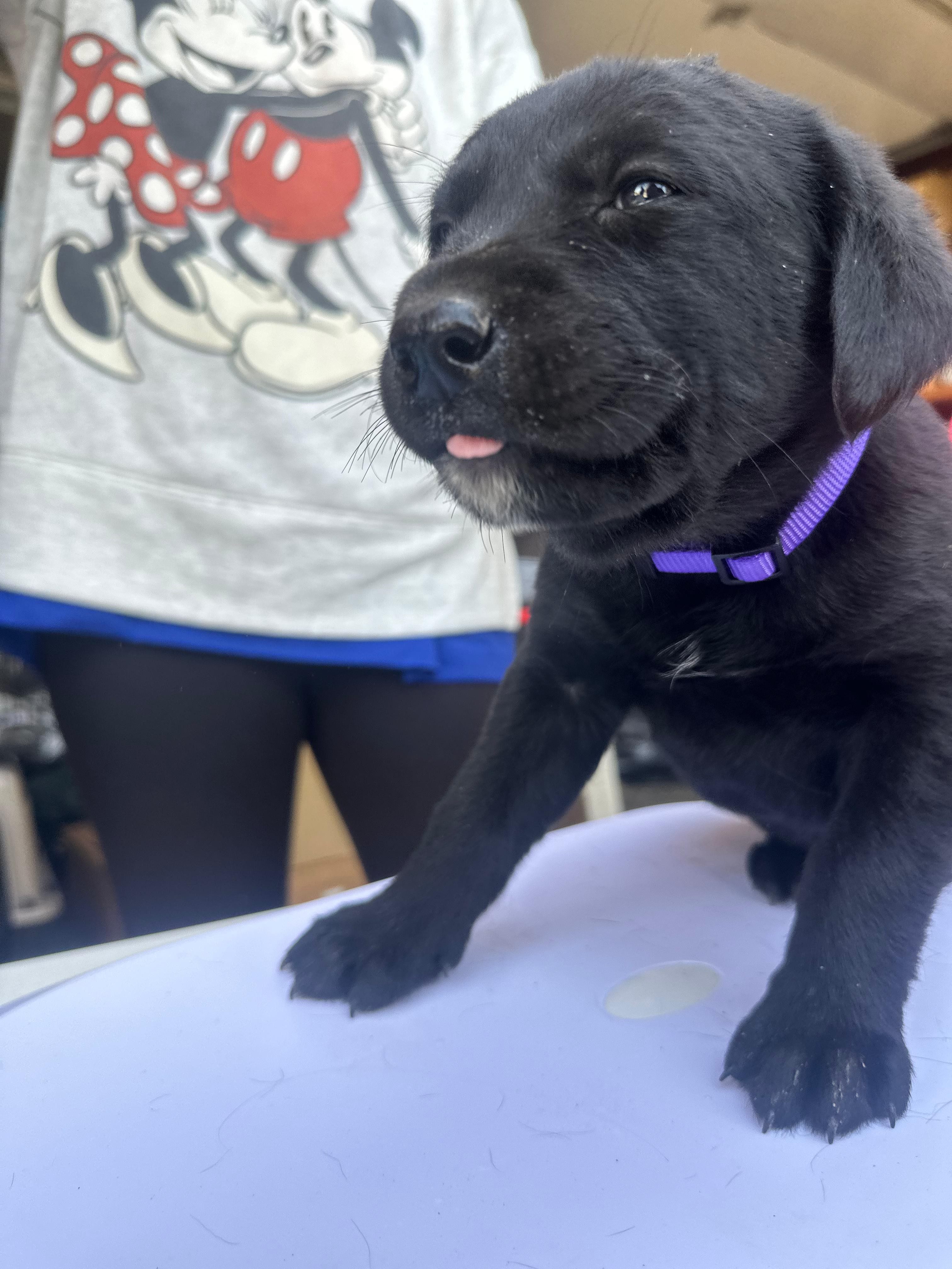 Muffin, an adoptable Labrador Retriever, Akbash in Discovery Bay, CA, 94505 | Photo Image 1