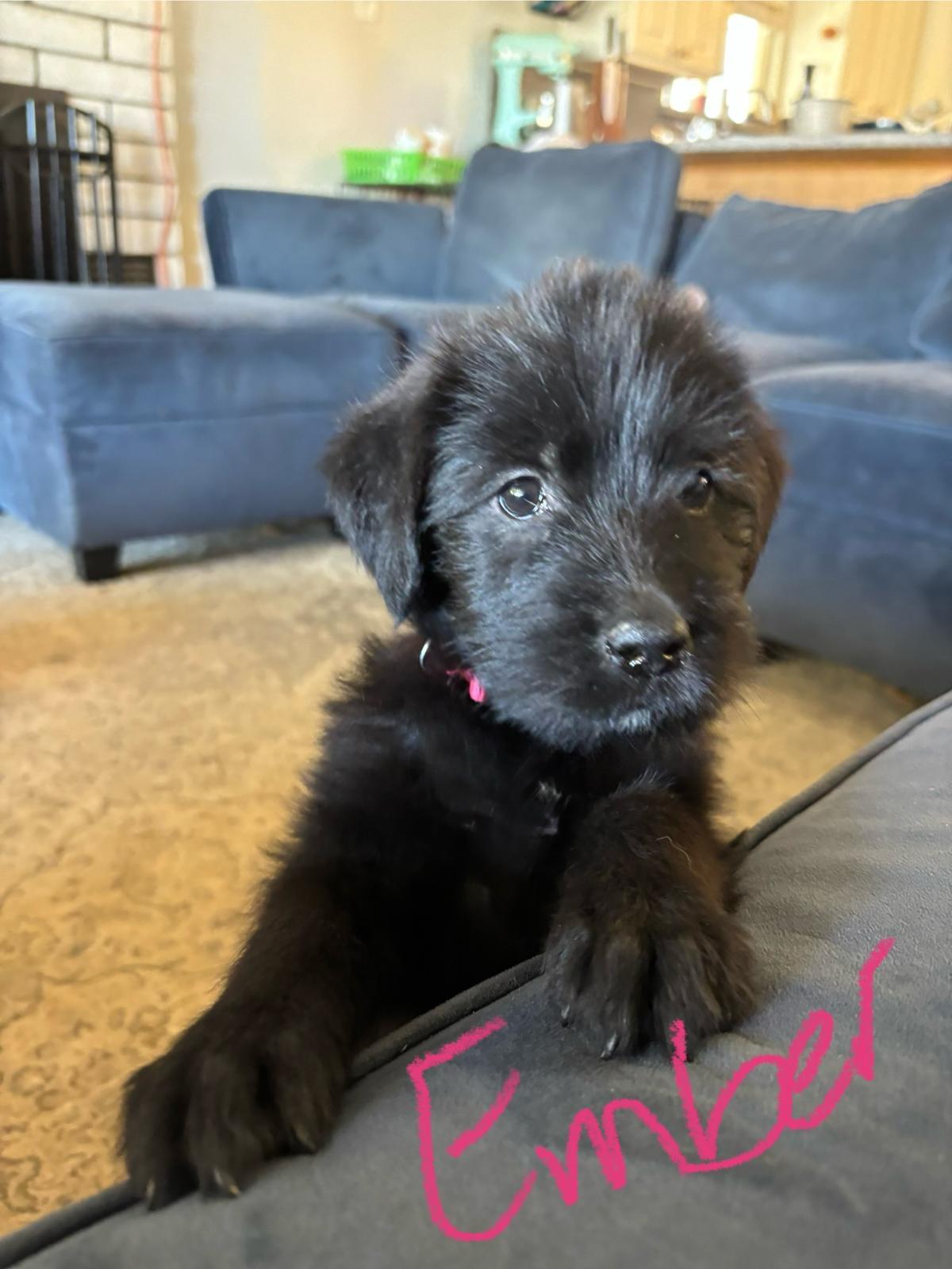 Ember, an adoptable Labrador Retriever, Akbash in Discovery Bay, CA, 94505 | Photo Image 1