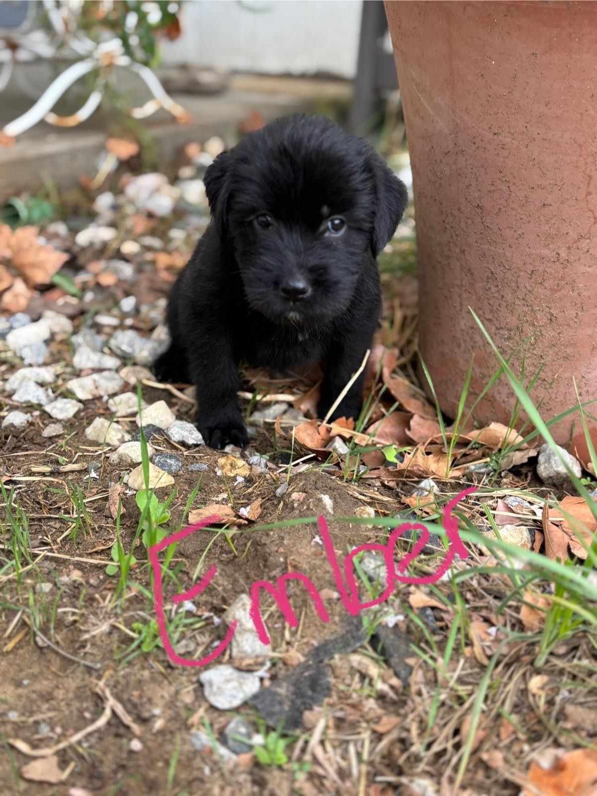 Ember, an adoptable Labrador Retriever, Akbash in Discovery Bay, CA, 94505 | Photo Image 2