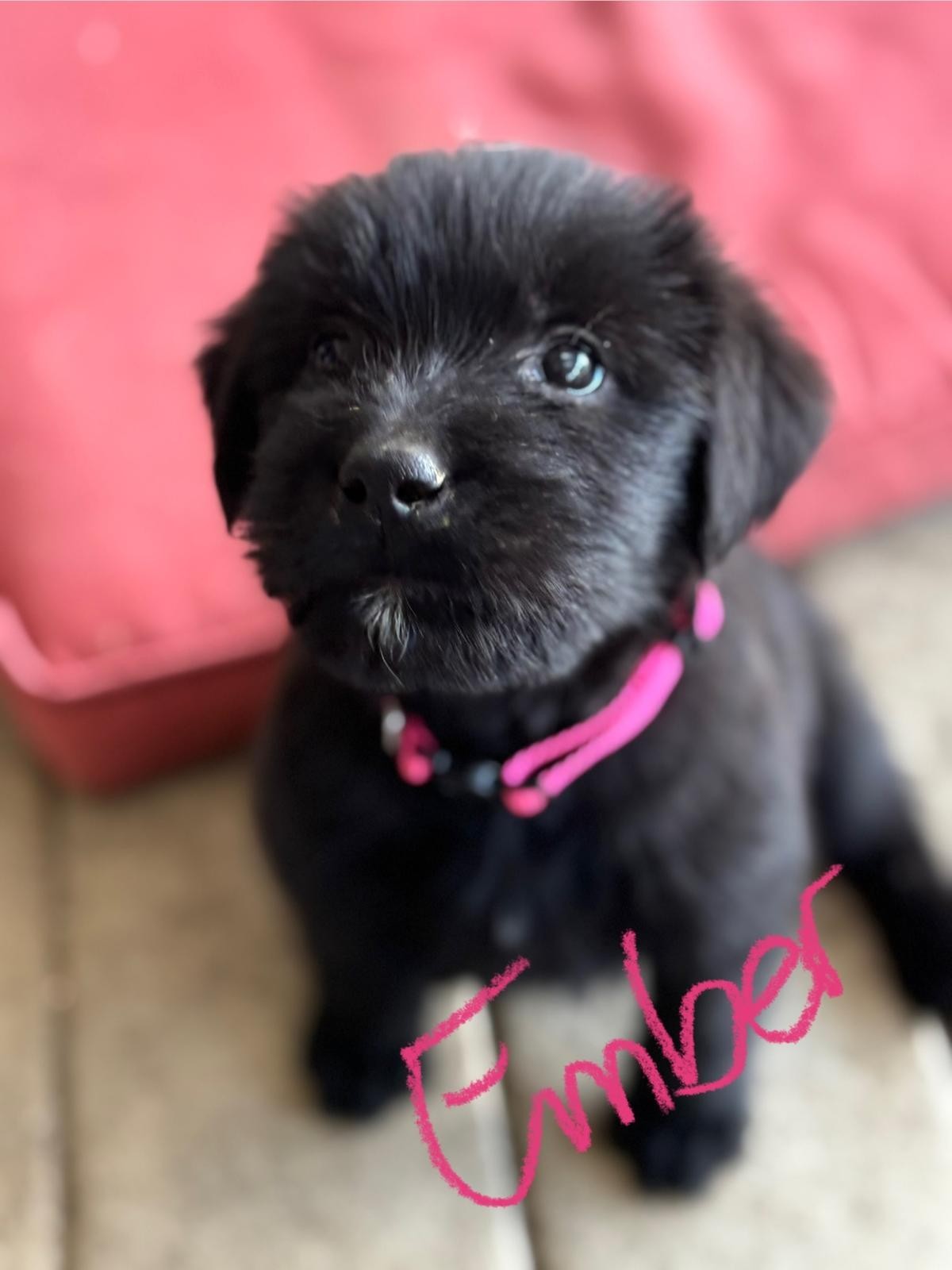 Ember, an adoptable Labrador Retriever, Akbash in Discovery Bay, CA, 94505 | Photo Image 3