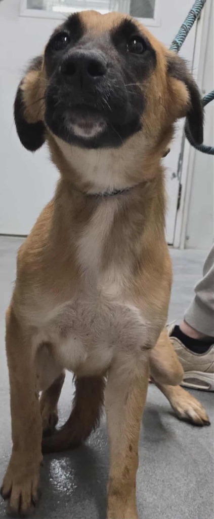 Cleo, an adoptable Affenpinscher in Hillsdale, IN, 47854 | Photo Image 1