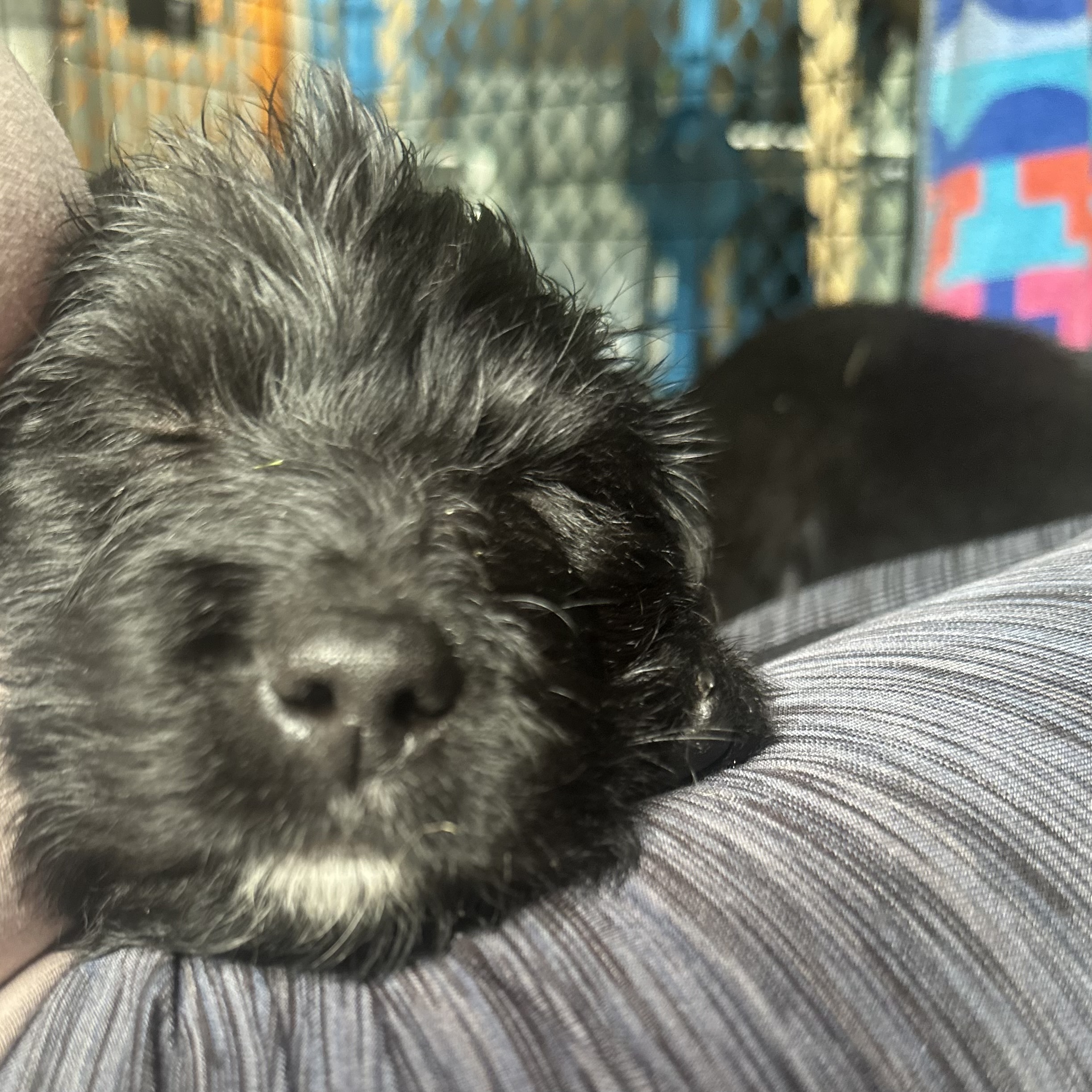 Georgie, an adoptable Labrador Retriever, Akbash in Discovery Bay, CA, 94505 | Photo Image 2