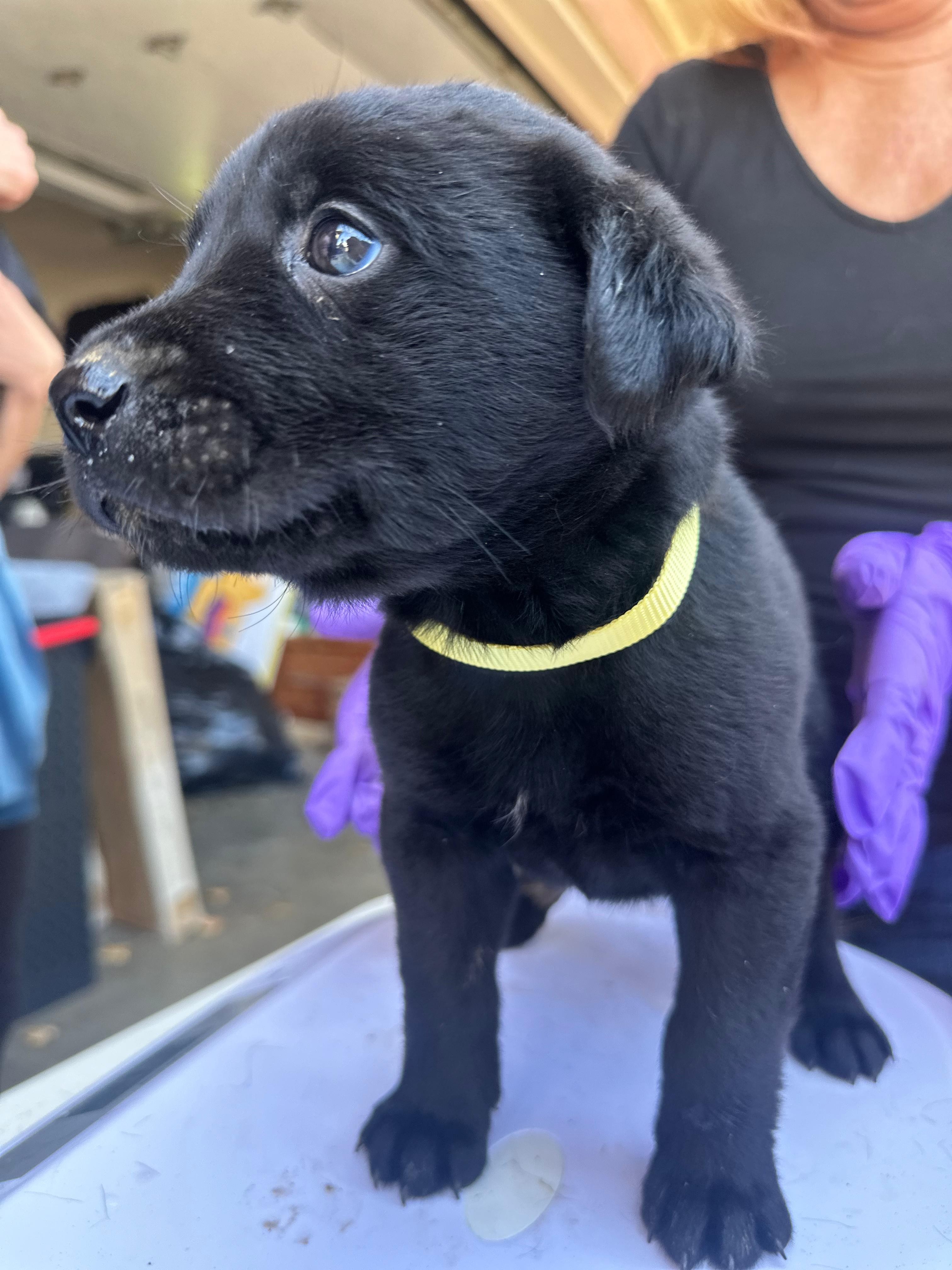 Stevie, an adoptable Labrador Retriever, Akbash in Discovery Bay, CA, 94505 | Photo Image 3