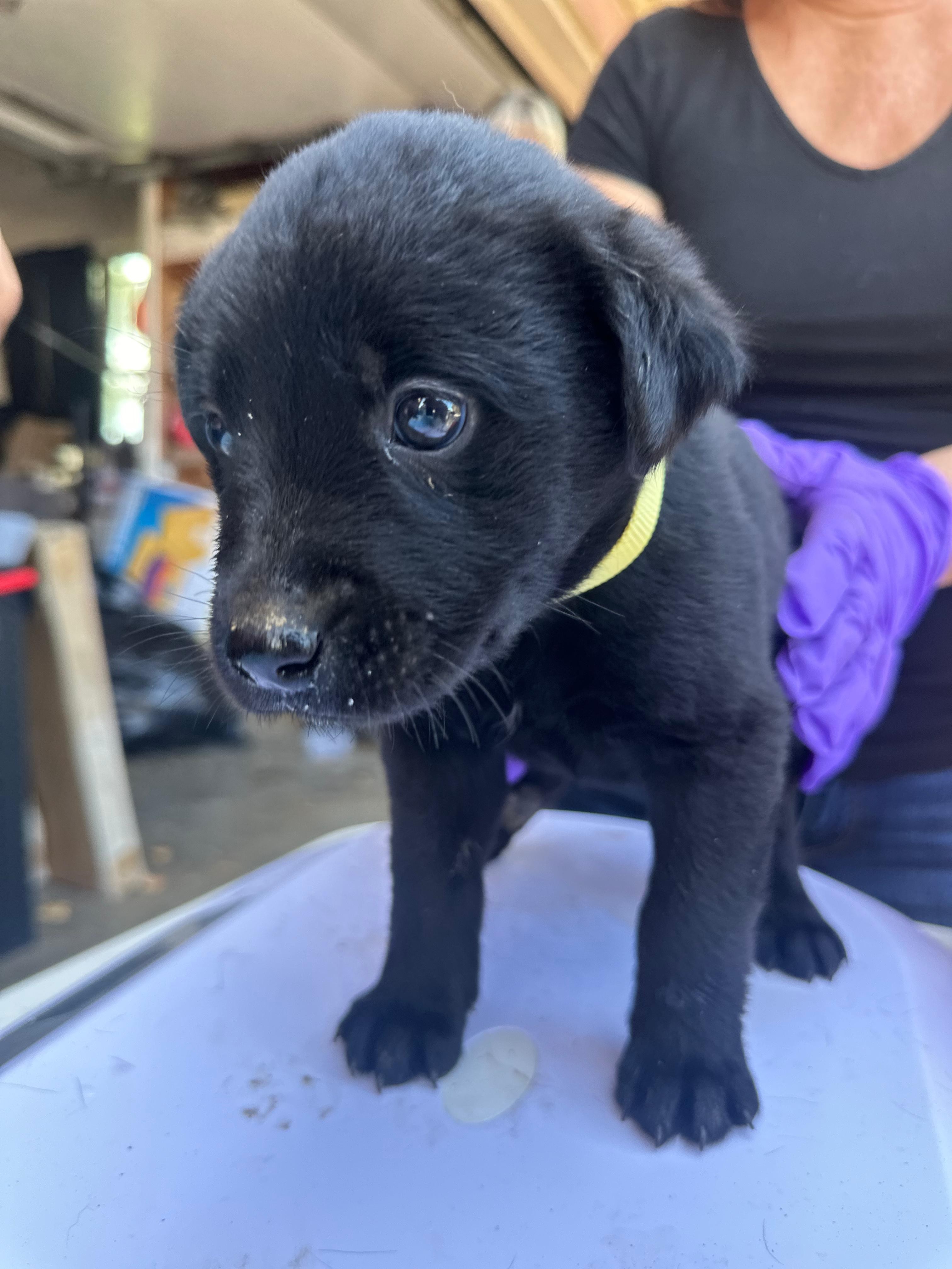 Stevie, an adoptable Labrador Retriever, Akbash in Discovery Bay, CA, 94505 | Photo Image 4