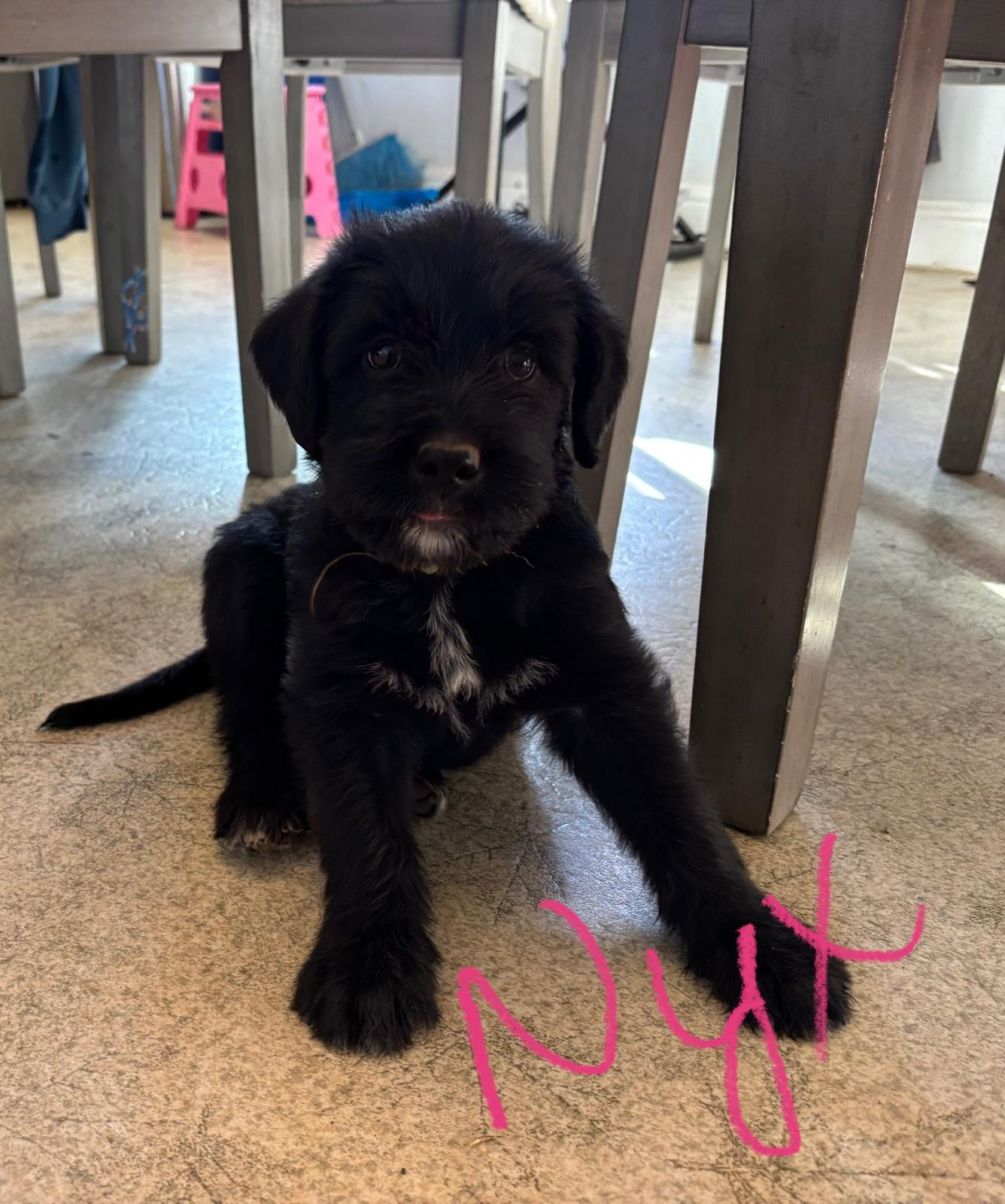 Nyx, an adoptable Labrador Retriever, Akbash in Discovery Bay, CA, 94505 | Photo Image 1