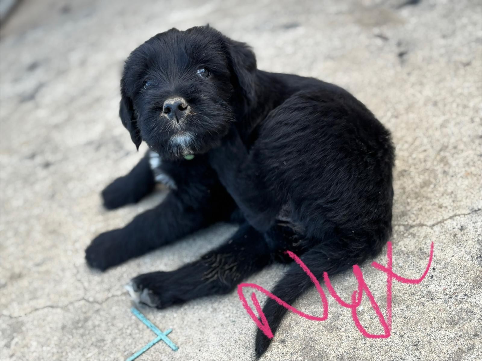 Nyx, an adoptable Labrador Retriever, Akbash in Discovery Bay, CA, 94505 | Photo Image 2
