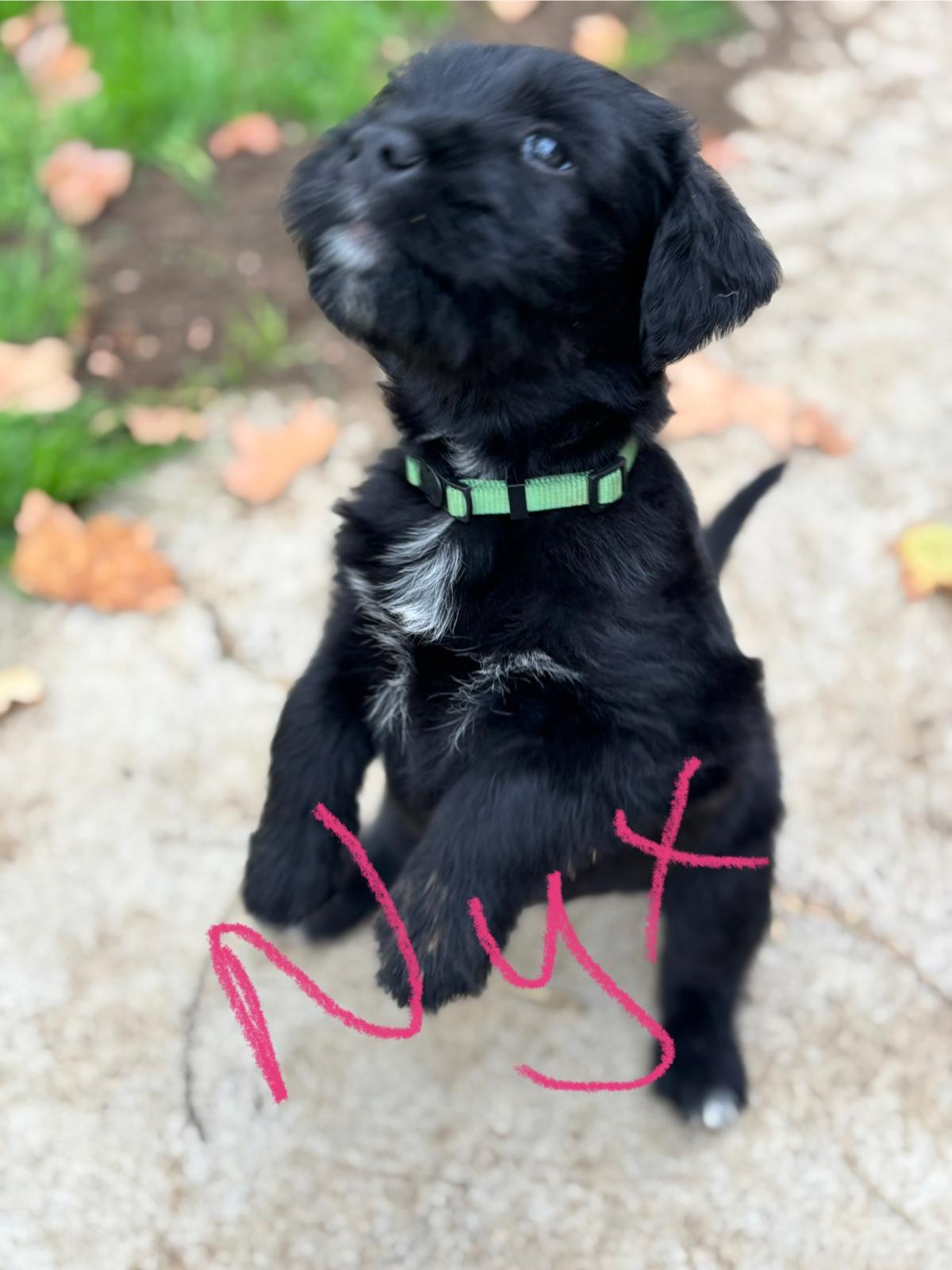 Nyx, an adoptable Labrador Retriever, Akbash in Discovery Bay, CA, 94505 | Photo Image 3