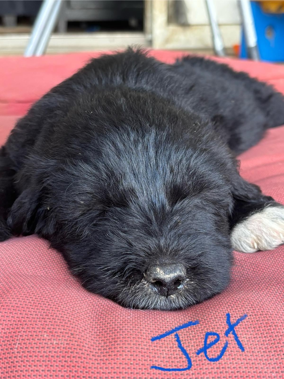 Jet, an adoptable Labrador Retriever, Akbash in Discovery Bay, CA, 94505 | Photo Image 2