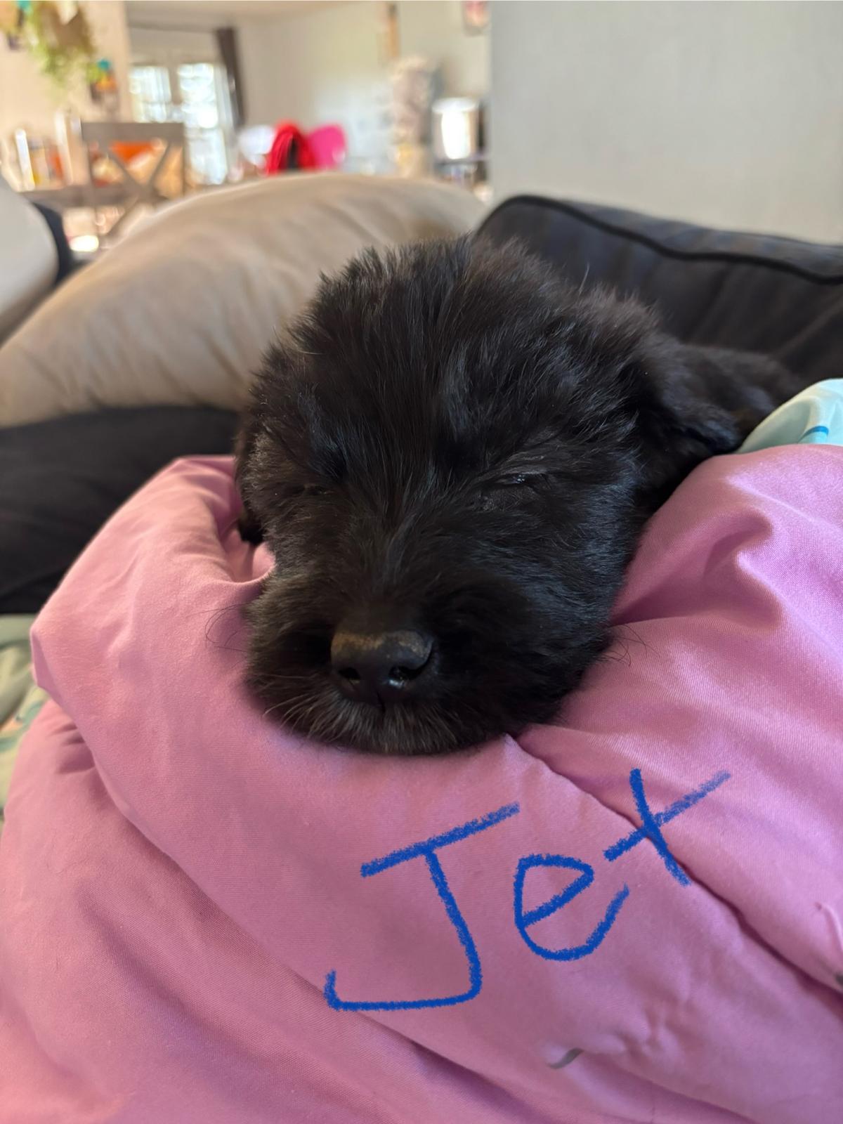 Jet, an adoptable Labrador Retriever, Akbash in Discovery Bay, CA, 94505 | Photo Image 3