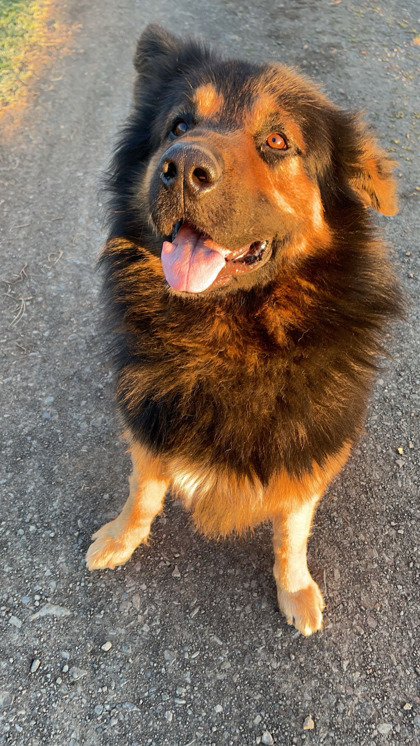 Bear