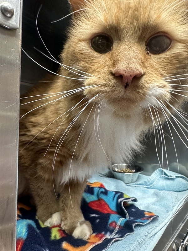 Ted, an adoptable Domestic Medium Hair in Great Falls, MT, 59405 | Photo Image 1