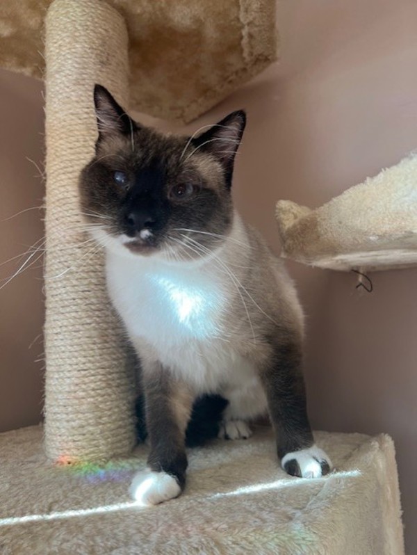 Frito, an adoptable Siamese, Domestic Short Hair in Great Falls, MT, 59405 | Photo Image 1