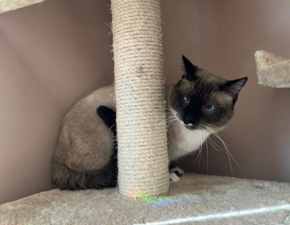 Frito, an adoptable Siamese, Domestic Short Hair in Great Falls, MT, 59405 | Photo Image 2
