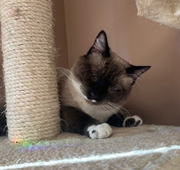 Frito, an adoptable Siamese, Domestic Short Hair in Great Falls, MT, 59405 | Photo Image 4