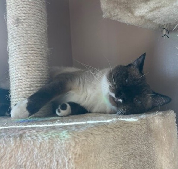 Frito, an adoptable Siamese, Domestic Short Hair in Great Falls, MT, 59405 | Photo Image 5