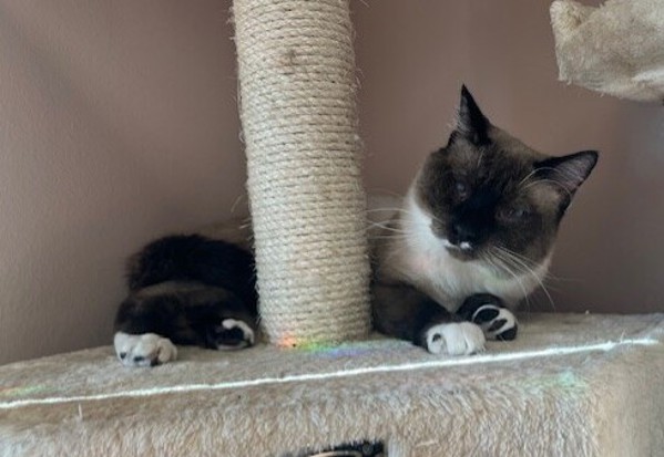 Frito, an adoptable Siamese, Domestic Short Hair in Great Falls, MT, 59405 | Photo Image 6