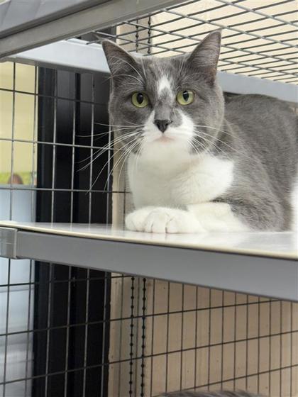 Leia, an adoptable Domestic Short Hair in Hutchinson, KS, 67504 | Photo Image 1