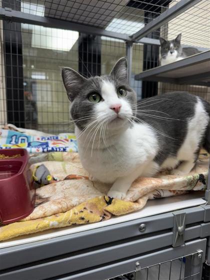 Luke, an adoptable Domestic Short Hair in Hutchinson, KS, 67504 | Photo Image 1