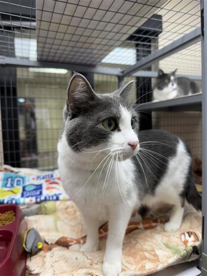 Luke, an adoptable Domestic Short Hair in Hutchinson, KS, 67504 | Photo Image 2