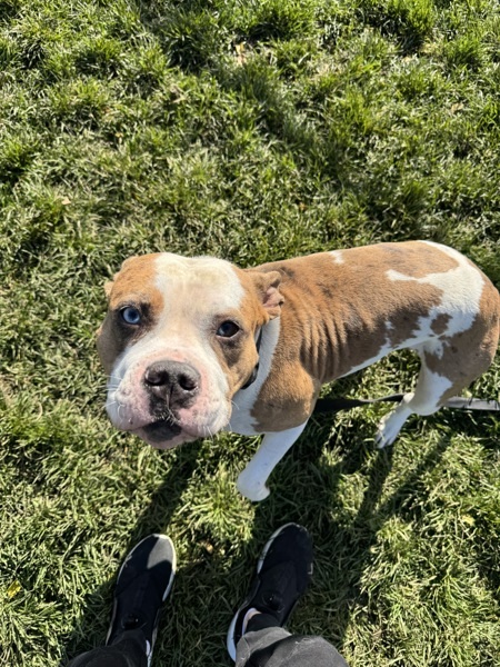 Biscuit