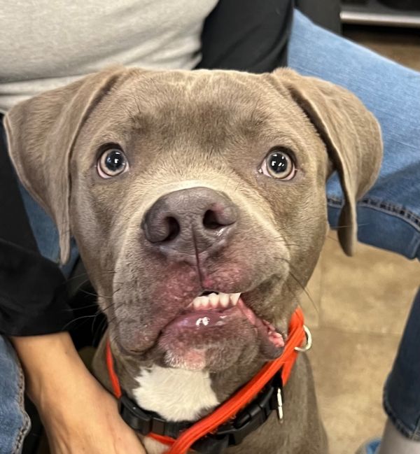 Pumpkin Baby Cutie Pie