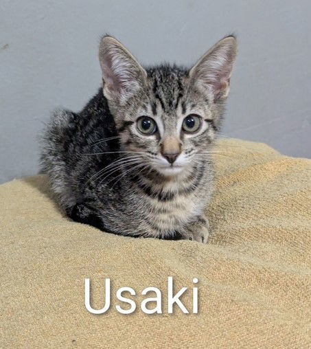 Kitten Usaki