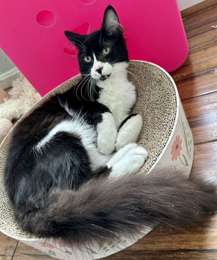 CS- BUSTER (In Foster) bonded w/MAXINE 1