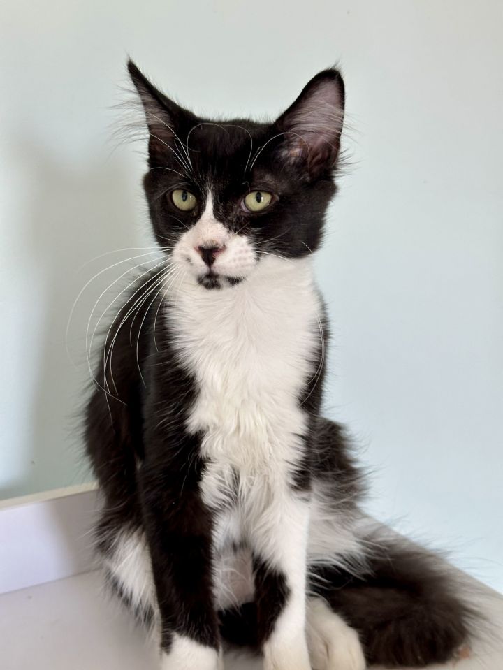 CS- BUSTER (In Foster) bonded w/MAXINE 2