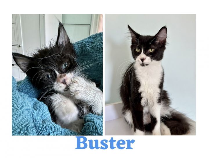 CS- BUSTER (In Foster) bonded w/MAXINE 3