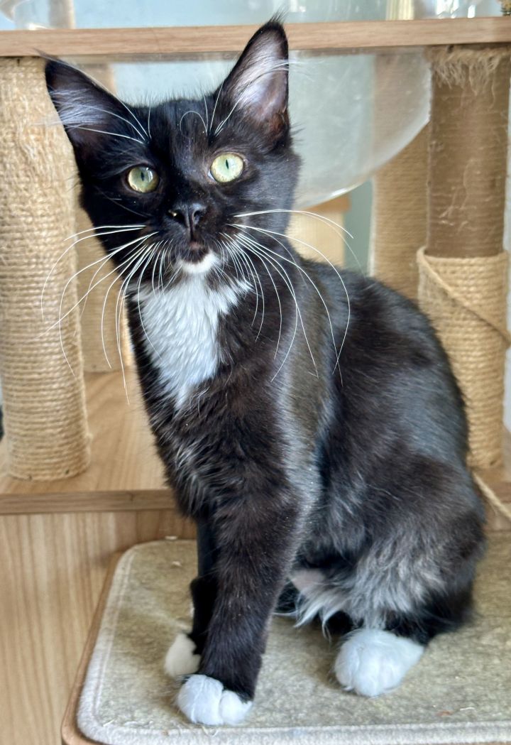 CS- THEA (In Foster) bonded w/STASH 2