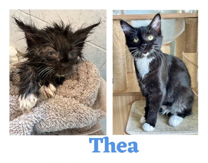 CS- THEA (In Foster) bonded w/STASH 3