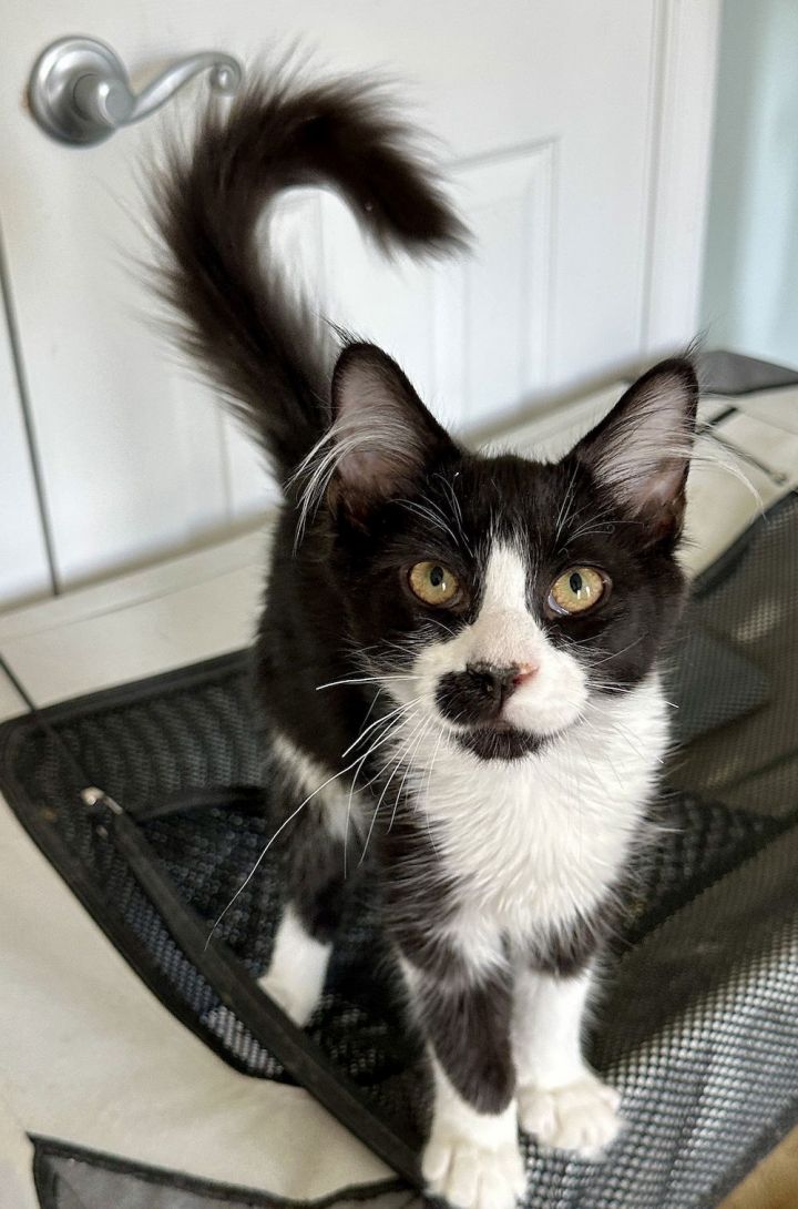 CS- STASH (In Foster) bonded w/THEA 2