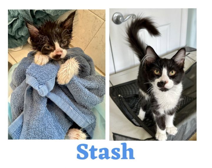 CS- STASH (In Foster) bonded w/THEA 3