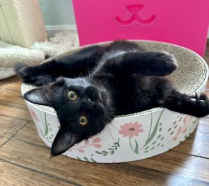 CS- MAXINE (In Foster) bonded w/BUSTER