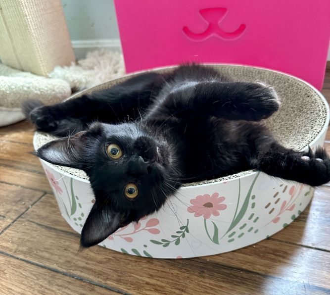 CS- MAXINE (In Foster) bonded w/BUSTER