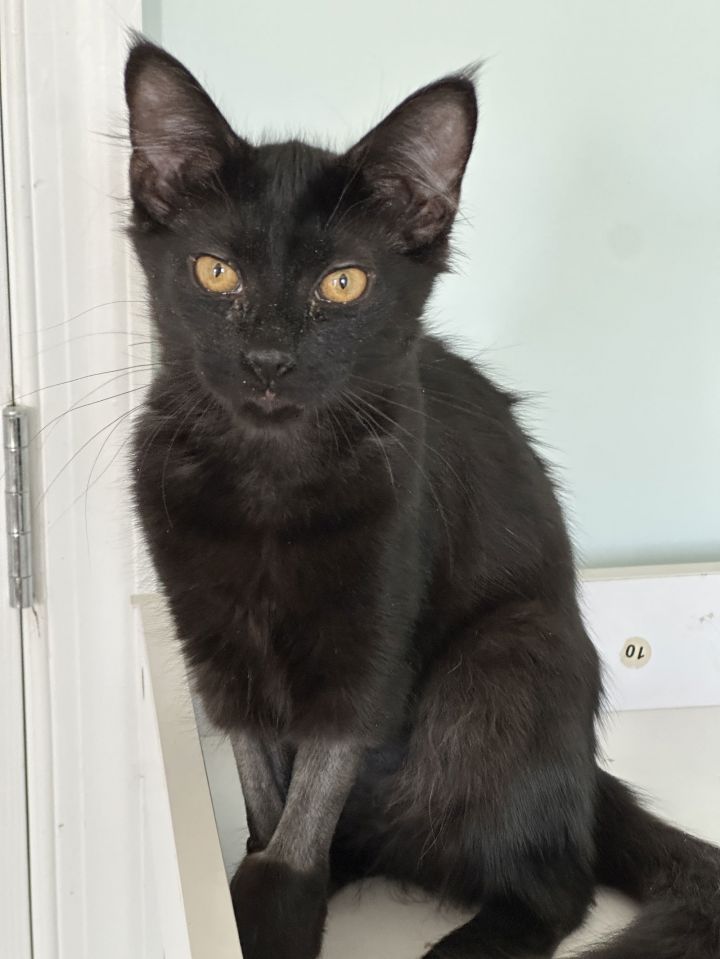 CS- MAXINE (In Foster) bonded w/BUSTER 2