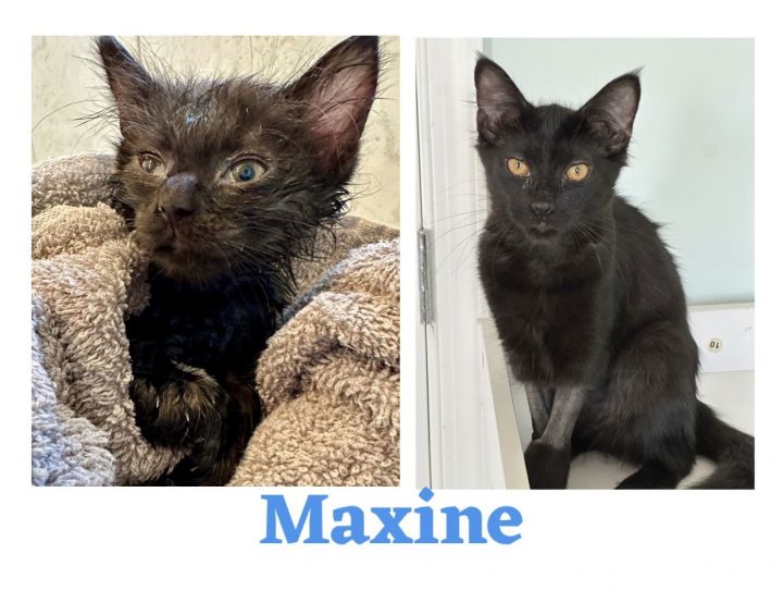 CS- MAXINE (In Foster) bonded w/BUSTER 3