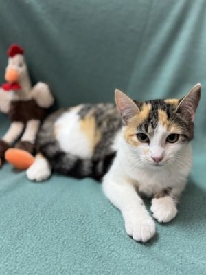 Bonnie $50 Petco Seneca